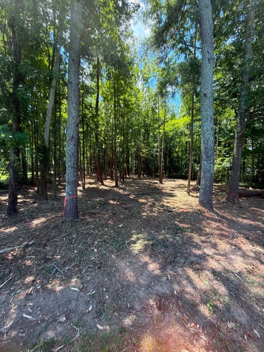 A wooded lot before any work